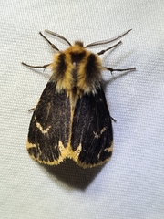 Ardices curvata