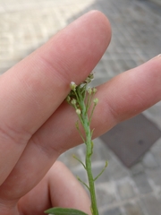 Lobularia maritima