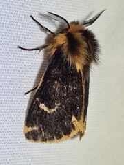 Ardices curvata