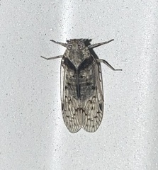 Melanoliarus aridus