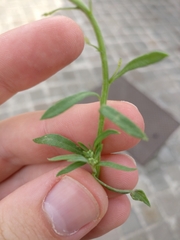 Lobularia maritima