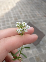 Lobularia maritima
