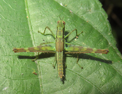 Eumastacini