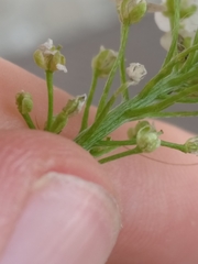 Lobularia maritima