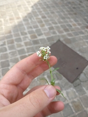 Lobularia maritima