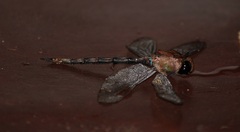 Gynacantha dravida