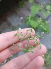 Chenopodiastrum hybridum