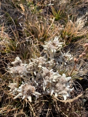 Leontopodium leontopodioides
