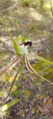Caladenia tensa