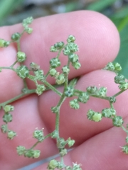 Chenopodiastrum hybridum