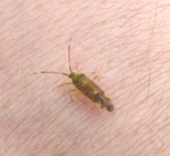 Pantilius tunicatus