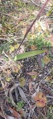 Caladenia tensa