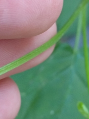 Chenopodiastrum hybridum