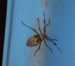 Insecta