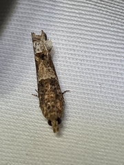 Crocidosema plebejana