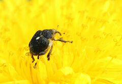 Mononychus punctumalbum