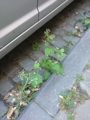 Chenopodiastrum hybridum