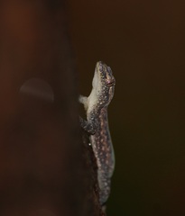 Hemidactylus