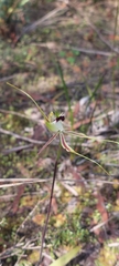 Caladenia tensa