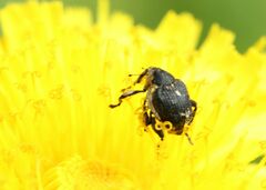 Mononychus punctumalbum