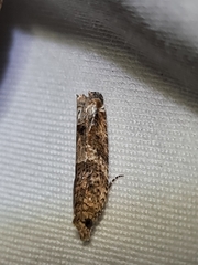 Crocidosema plebejana