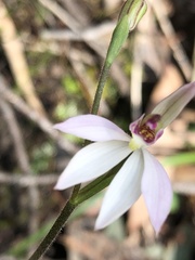 Caladenia