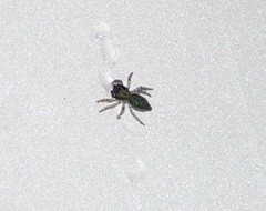 Salticinae