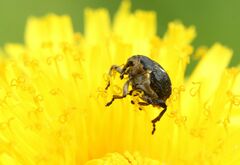 Mononychus punctumalbum