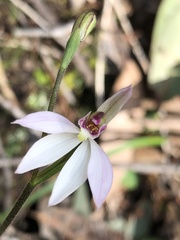 Caladenia