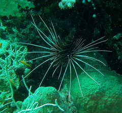 Pterois cincta