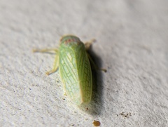 Gyponana