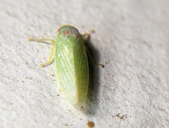 Gyponana