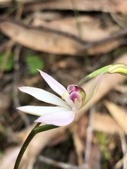 Caladenia