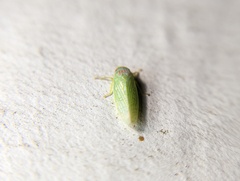 Gyponana