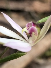 Caladenia