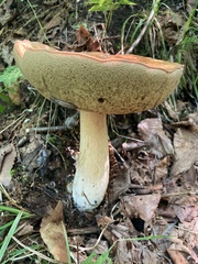 Tylopilus balloui