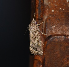 Spodoptera litura