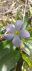 Billardiera cymosa