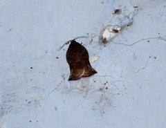 Lepidoptera