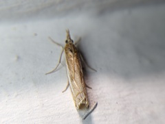 Crambus
