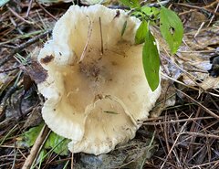 Ampulloclitocybe clavipes