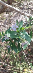 Billardiera cymosa
