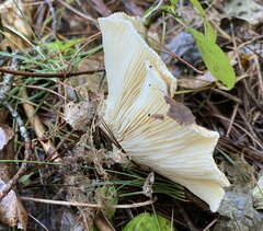 Ampulloclitocybe clavipes