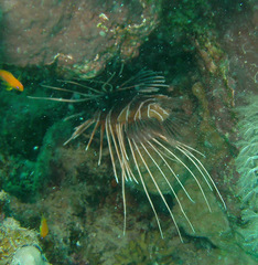 Pterois cincta