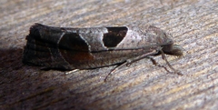 Pelochrista dorsisignatana
