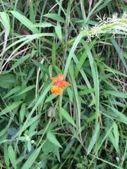 Epidendrum radicans image