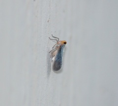 Fulgoromorpha