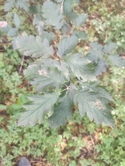 Crataegus sanguinea