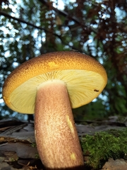 Tricholomopsis