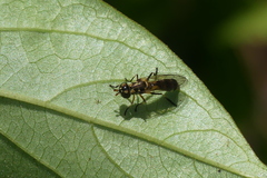 Spheginobaccha